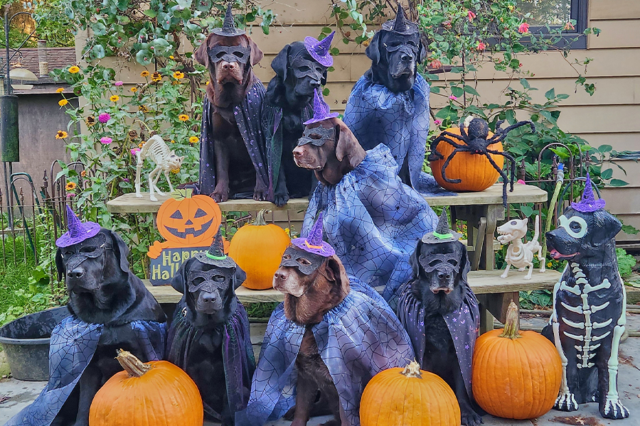 Halloween Contestant - Dogs in masks